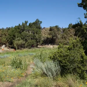 Santa Barbara Botanic Garden after the Jesusita Fire