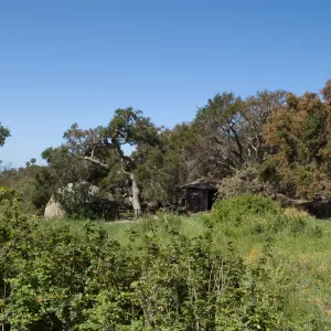 Santa Barbara Botanic Garden after the Jesusita Fire