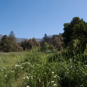 The Meadow, Santa Barbara Botanic Garden after the Jesusita Fire