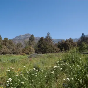 The Meadow, Santa Barbara Botanic Garden after the Jesusita Fire