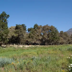 The Meadow, Santa Barbara Botanic Garden after the Jesusita Fire