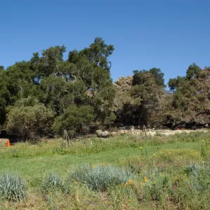 The Meadow, Santa Barbara Botanic Garden after the Jesusita Fire