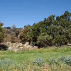 The Meadow, Santa Barbara Botanic Garden after the Jesusita Fire