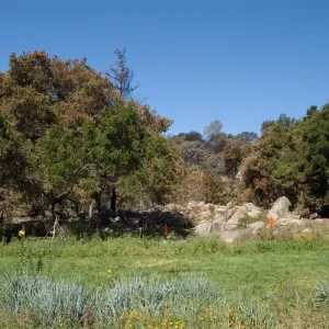 Santa Barbara Botanic Garden after the Jesusita Fire