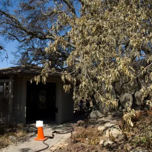 Santa Barbara Botanic Garden after the Jesusita Fire