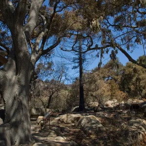 Santa Barbara Botanic Garden after the Jesusita Fire
