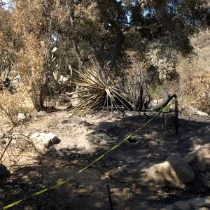 Santa Barbara Botanic Garden after the Jesusita Fire