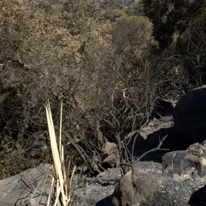 Santa Barbara Botanic Garden after the Jesusita Fire, burned vegetation