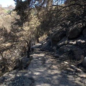 Santa Barbara Botanic Garden after the Jesusita Fire, burned railing on Campbell Trail