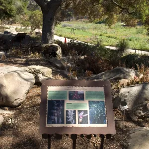 Santa Barbara Botanic Garden after the Jesusita Fire