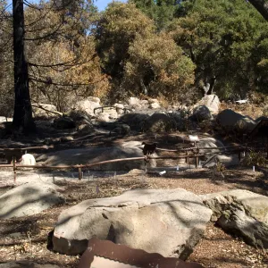 Santa Barbara Botanic Garden after the Jesusita Fire