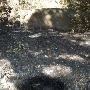 Santa Barbara Botanic Garden after the Jesusita Fire, melted plant labels