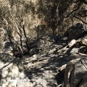 Santa Barbara Botanic Garden after the Jesusita Fire