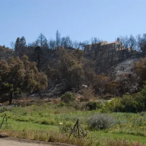 Santa Barbara Botanic Garden after the Jesusita Fire