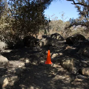Santa Barbara Botanic Garden after the Jesusita Fire