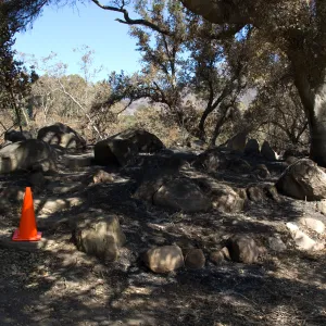 Santa Barbara Botanic Garden after the Jesusita Fire