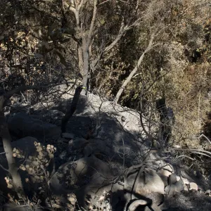 Santa Barbara Botanic Garden after the Jesusita Fire, view down canyon slope from Meadow Oaks