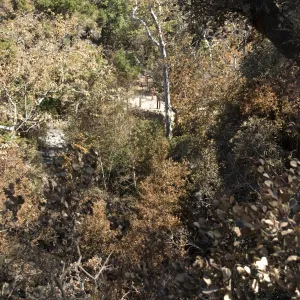 Santa Barbara Botanic Garden after the Jesusita Fire, Mission Dam Overlook