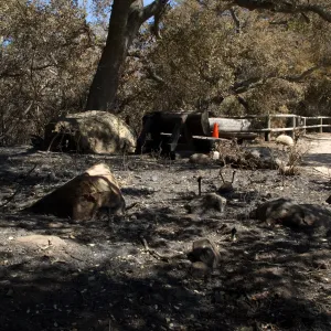 burned wood benches after the Jesusita Fire