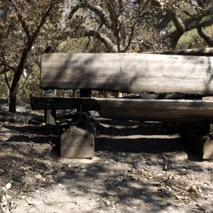 Santa Barbara Botanic Garden after the Jesusita Fire, burned wood bench and railing