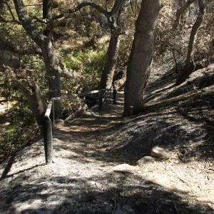 Santa Barbara Botanic Garden after the Jesusita Fire, burned railing at Indian Steps