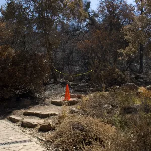 Santa Barbara Botanic Garden after the Jesusita Fire, burned Woodland section