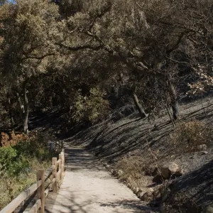 Santa Barbara Botanic Garden after the Jesusita Fire, burned vegetation along path to Redwood section