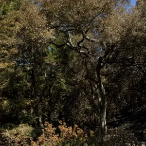 Santa Barbara Botanic Garden after the Jesusita Fire, fire scorched vegetation in Redwood section (Coastal Live Oak)