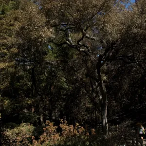 Santa Barbara Botanic Garden after the Jesusita Fire, fire scorched vegetation in Redwood section
