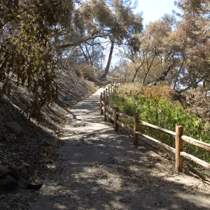 Santa Barbara Botanic Garden after the Jesusita Fire, burned vegetation along path to Redwood section