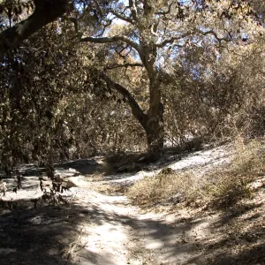 Santa Barbara Botanic Garden after the Jesusita Fire, burned vegetation on Woodland Trail