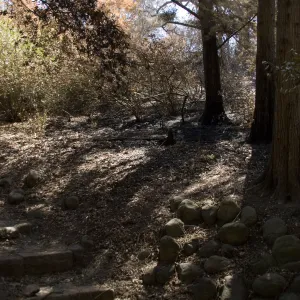 Santa Barbara Botanic Garden after the Jesusita Fire, burned vegetation on Woodland Trail