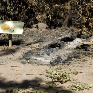 Santa Barbara Botanic Garden after the Jesusita Fire, burned Redwood Cross-section