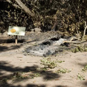 Santa Barbara Botanic Garden after the Jesusita Fire, burned Redwood Cross-section