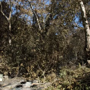 Santa Barbara Botanic Garden after the Jesusita Fire