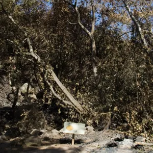 Santa Barbara Botanic Garden after the Jesusita Fire, burned Redwood Cross-section
