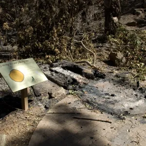 Santa Barbara Botanic Garden after the Jesusita Fire, burned Redwood Cross-section
