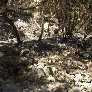 Santa Barbara Botanic Garden after the Jesusita Fire, burned trees in Mission Creek