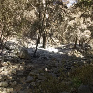 Santa Barbara Botanic Garden after the Jesusita Fire