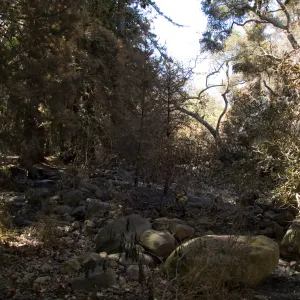 Santa Barbara Botanic Garden after the Jesusita Fire, burned vegetation along Mission Creek 