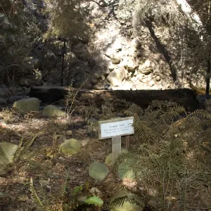 Santa Barbara Botanic Garden after the Jesusita Fire, burned ferns , Fragile Area sign