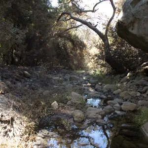 Santa Barbara Botanic Garden after the Jesusita Fire, Mission Creek