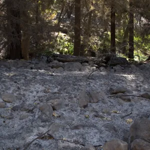 Santa Barbara Botanic Garden after the Jesusita Fire, ash covered rocks along Mission Creek
