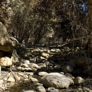 Santa Barbara Botanic Garden after the Jesusita Fire, burned vegetation along Mission Creek