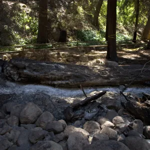 Santa Barbara Botanic Garden after the Jesusita Fire, burned fallen tree in Redwood section