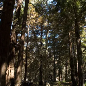 Santa Barbara Botanic Garden after the Jesusita Fire, Geege cleaning up in the Redwood section