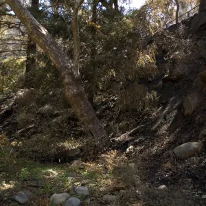 Santa Barbara Botanic Garden after the Jesusita Fire, burned slope in Redwood section