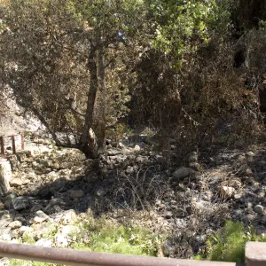 Santa Barbara Botanic Garden after the Jesusita Fire, burned vegetation in Mission Creek