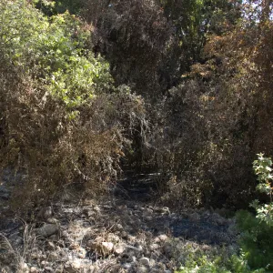 Santa Barbara Botanic Garden after the Jesusita Fire, burned vegetation in Mission Creek