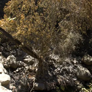 Santa Barbara Botanic Garden after the Jesusita Fire, burned Sycamore below dam